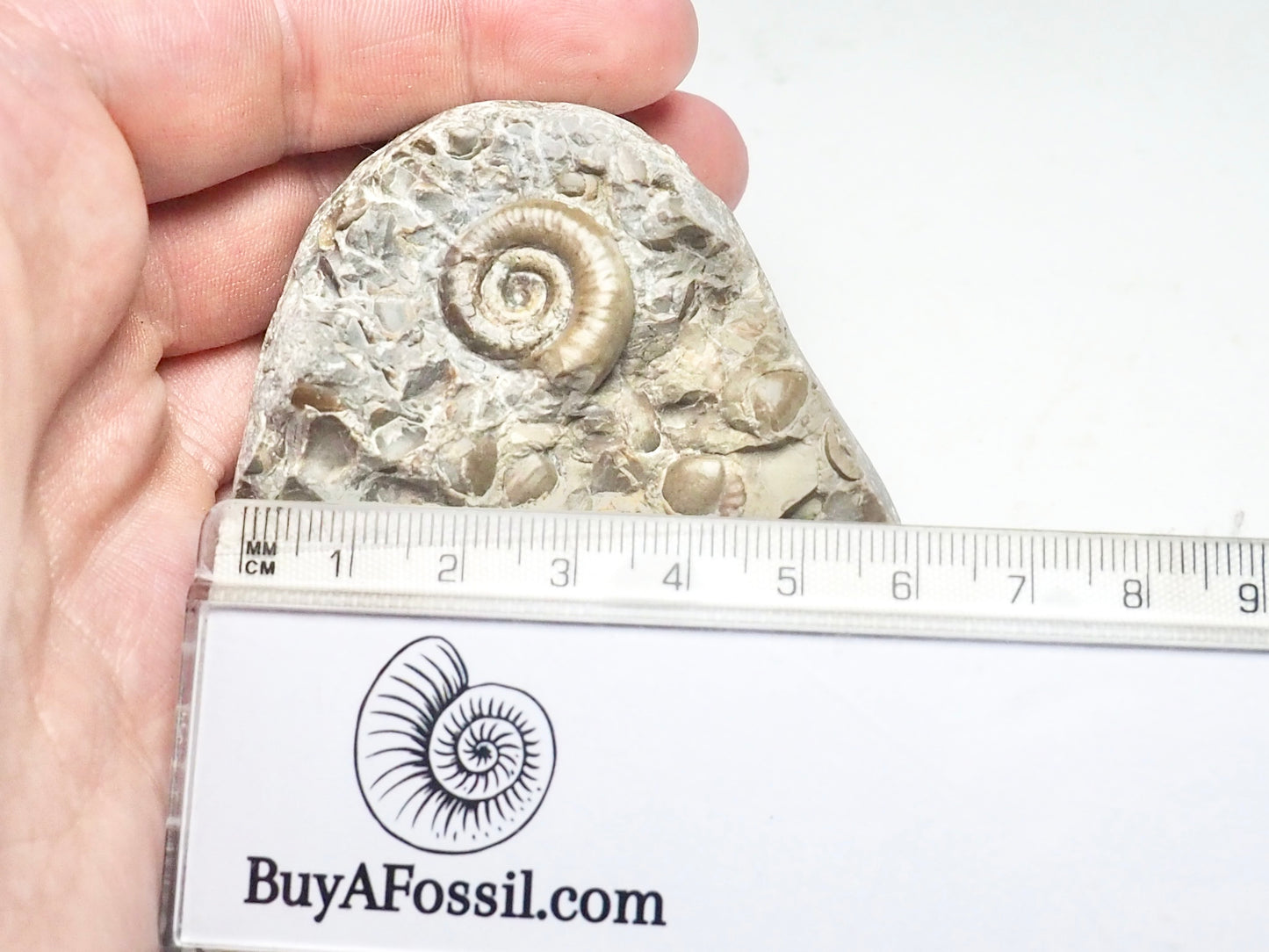 Ammonite - Pick N Mix