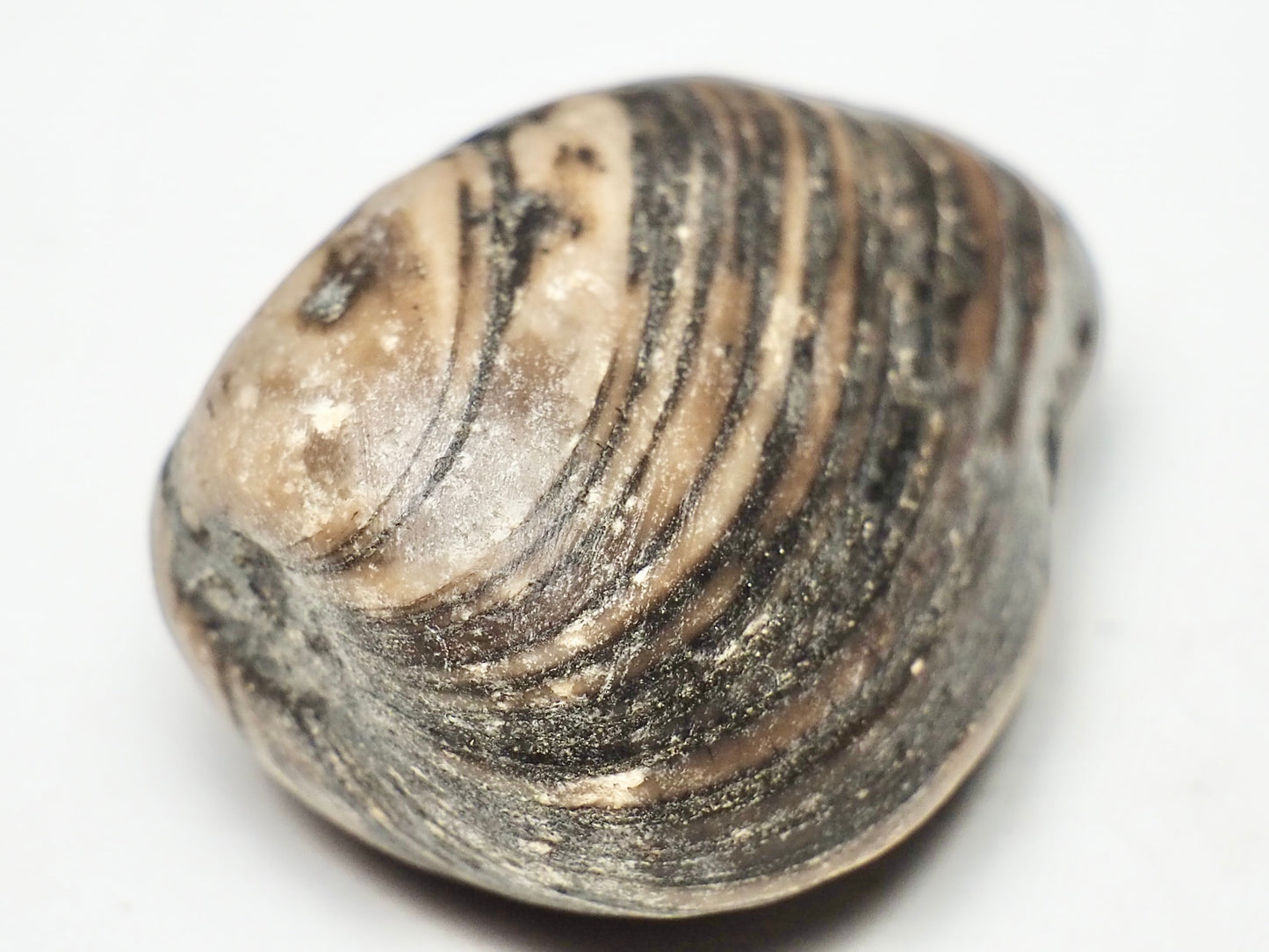 Polished Shell - Pick N Mix