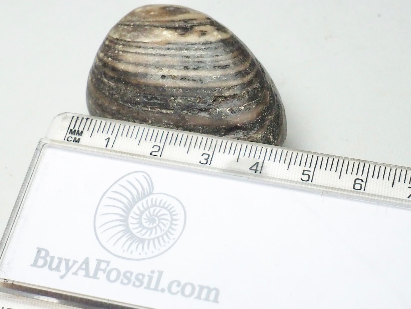 Polished Shell - Pick N Mix