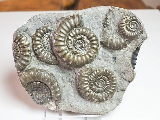 Arnioceras