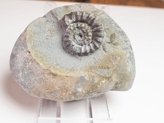 Gagaticeras Gagateum