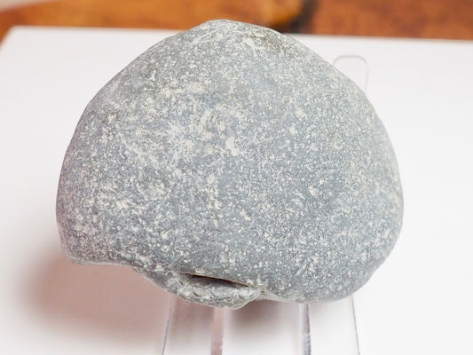 Gagaticeras Gagateum