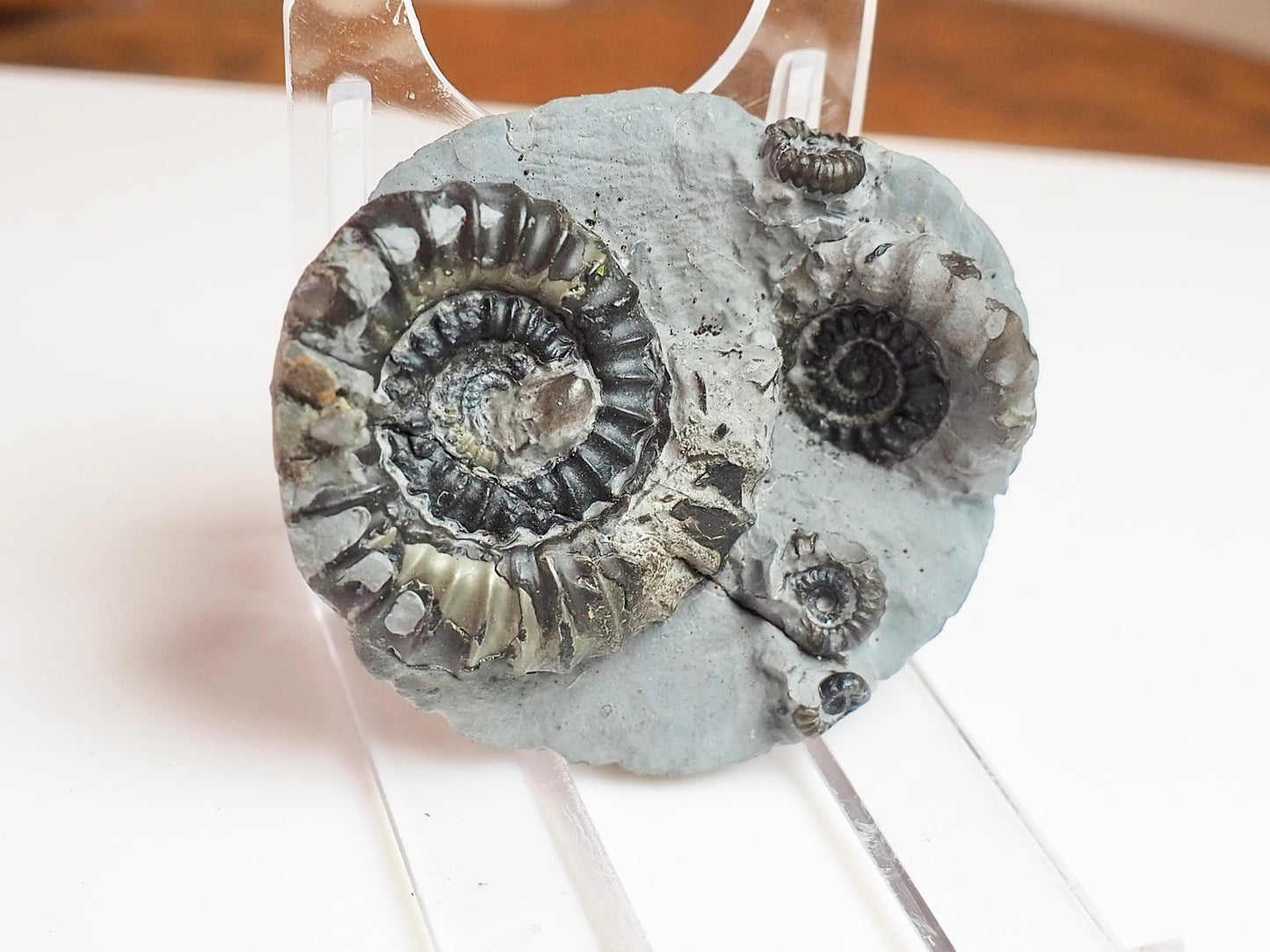Gagaticeras Gagateum