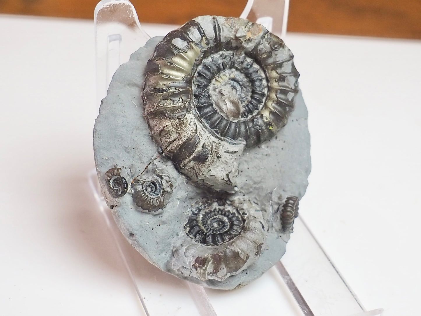 Gagaticeras Gagateum