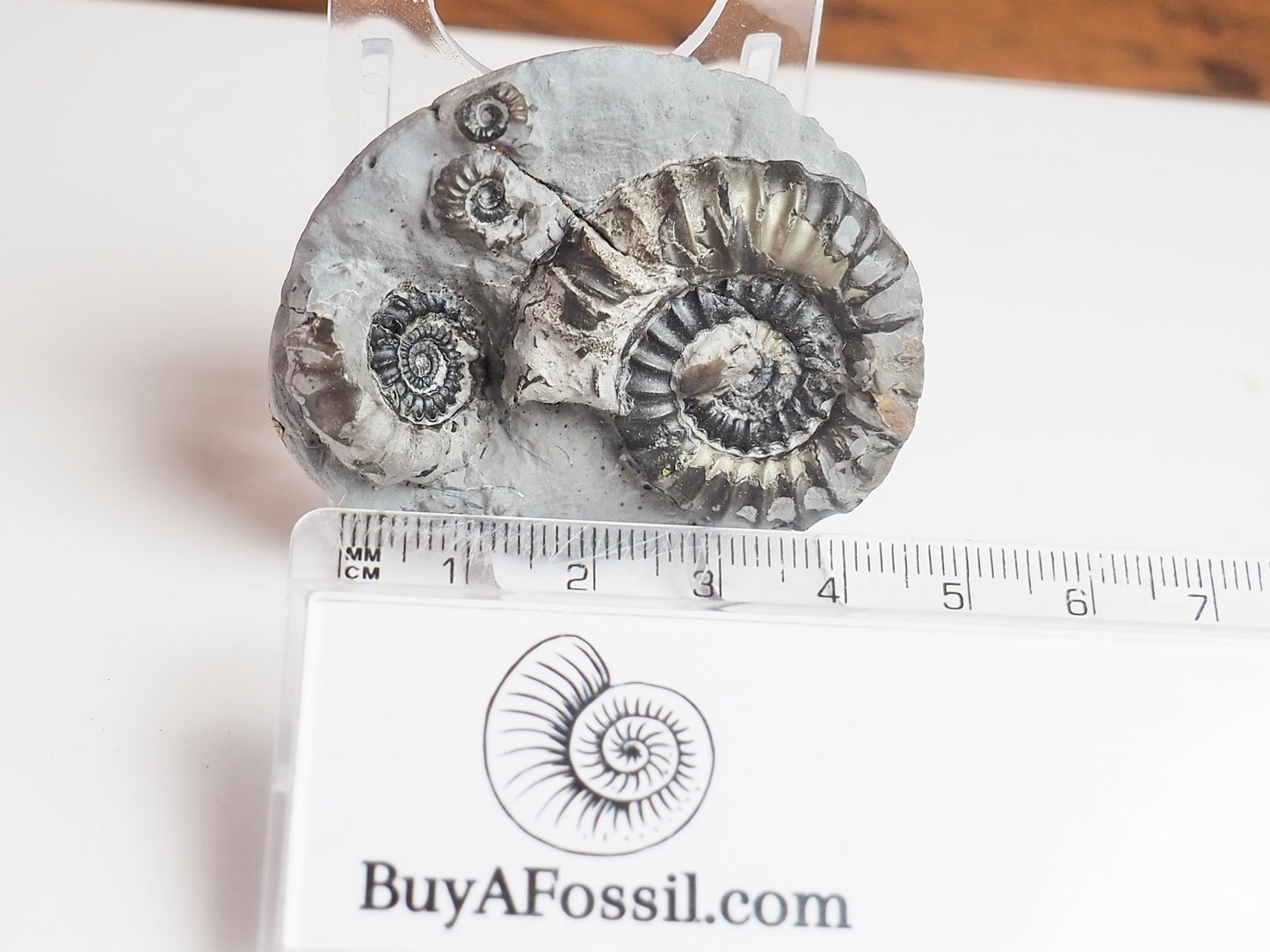 Gagaticeras Gagateum