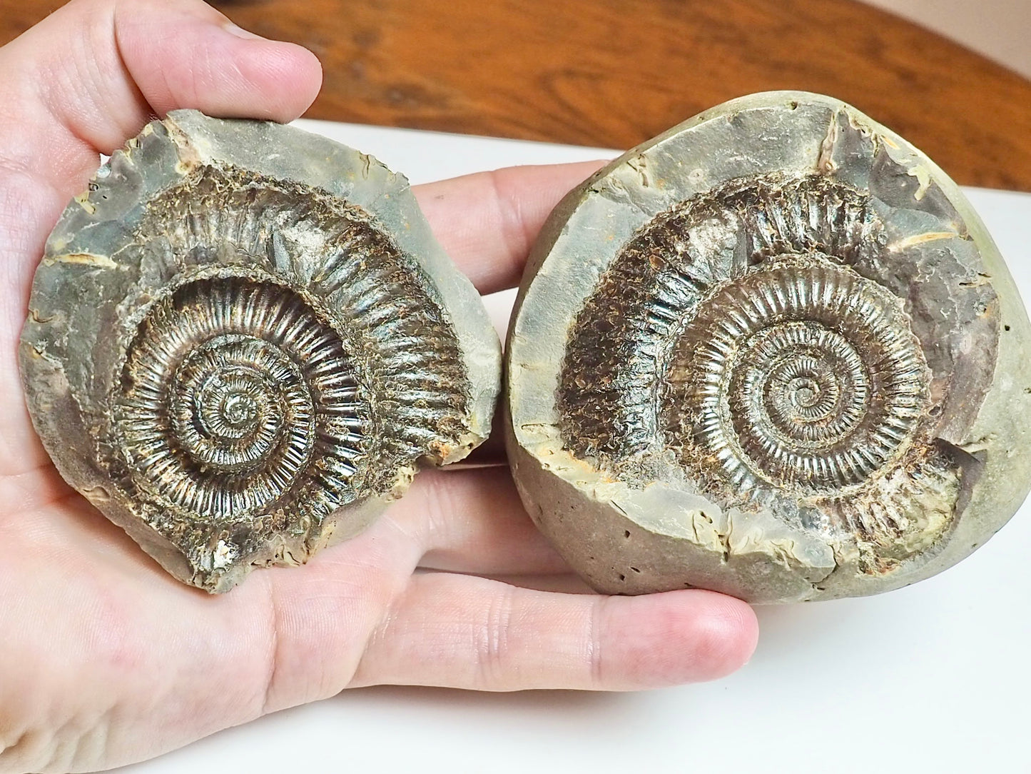 Dactylioceras POS/NEG