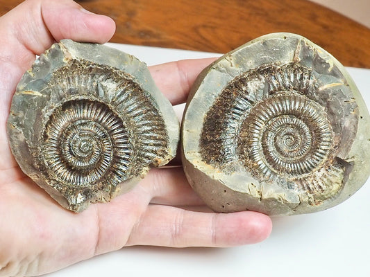 Dactylioceras POS/NEG