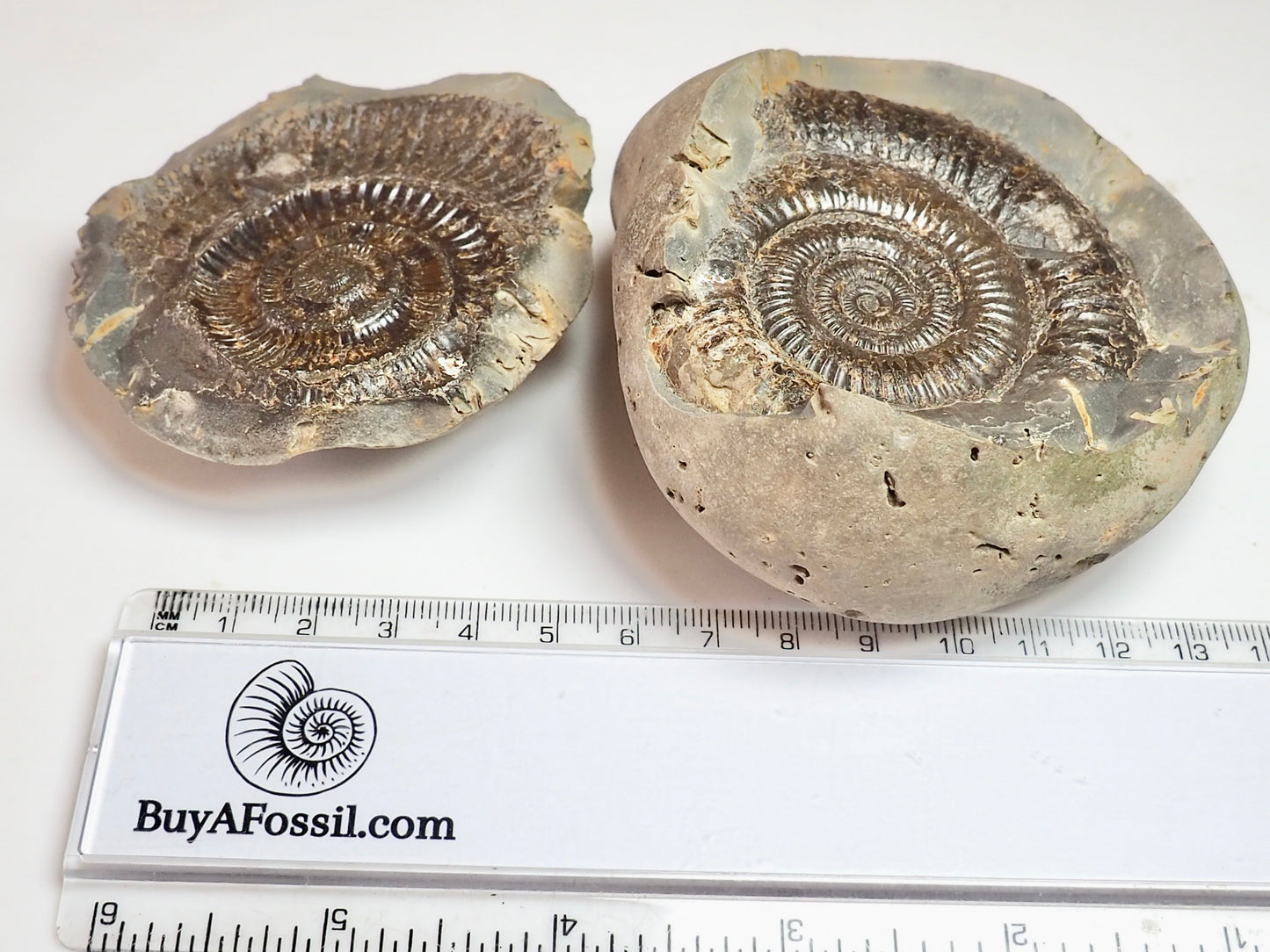 Dactylioceras POS/NEG