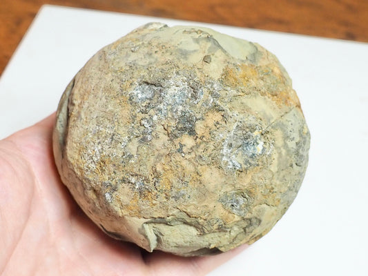 Dactylioceras POS/NEG