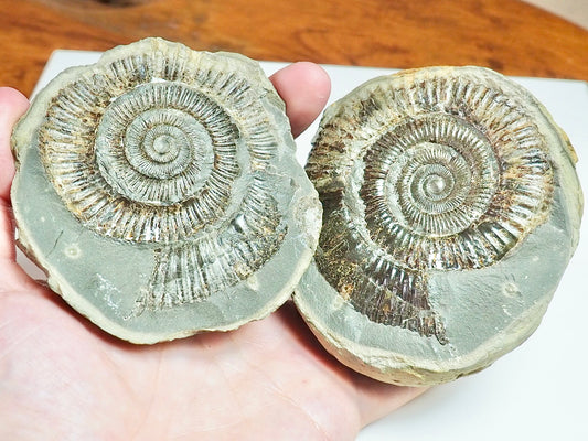 Dactylioceras POS/NEG