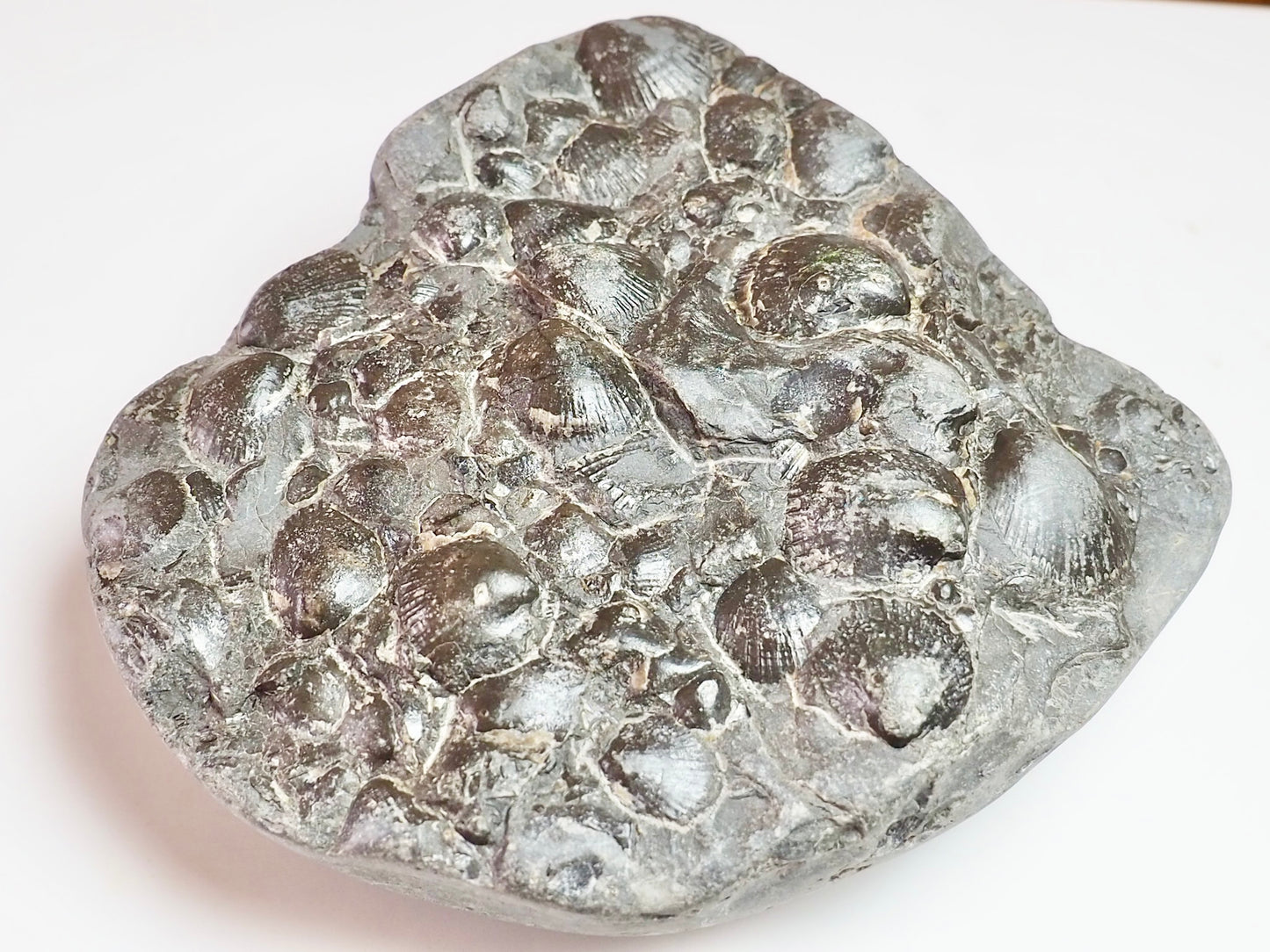 Fossil Shells