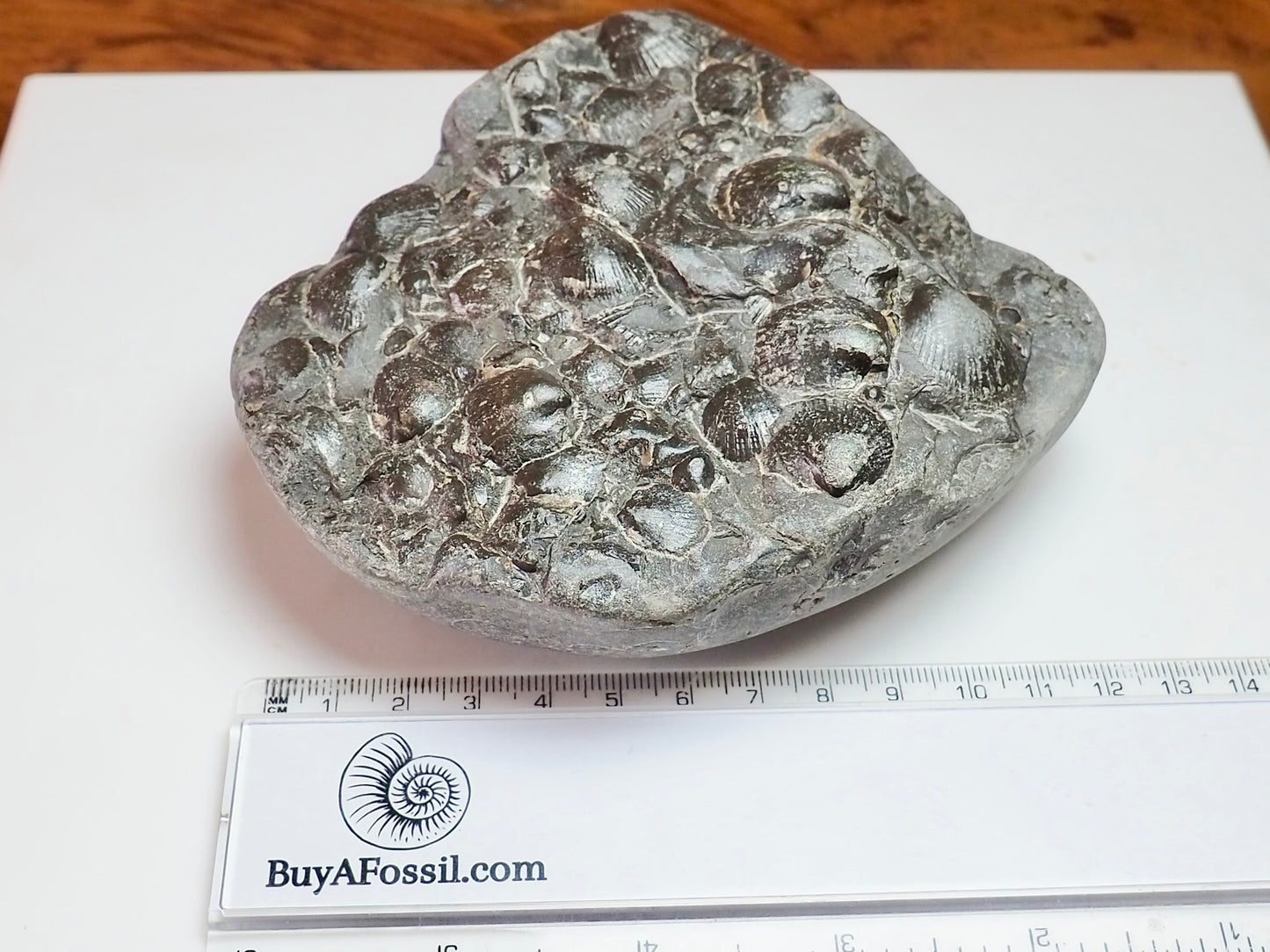 Fossil Shells