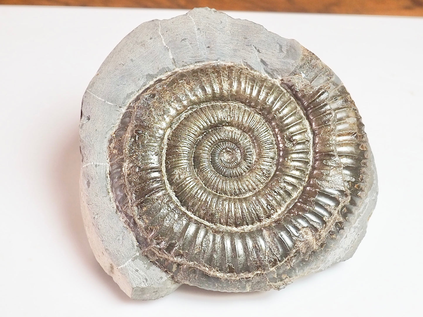 Dactylioceras