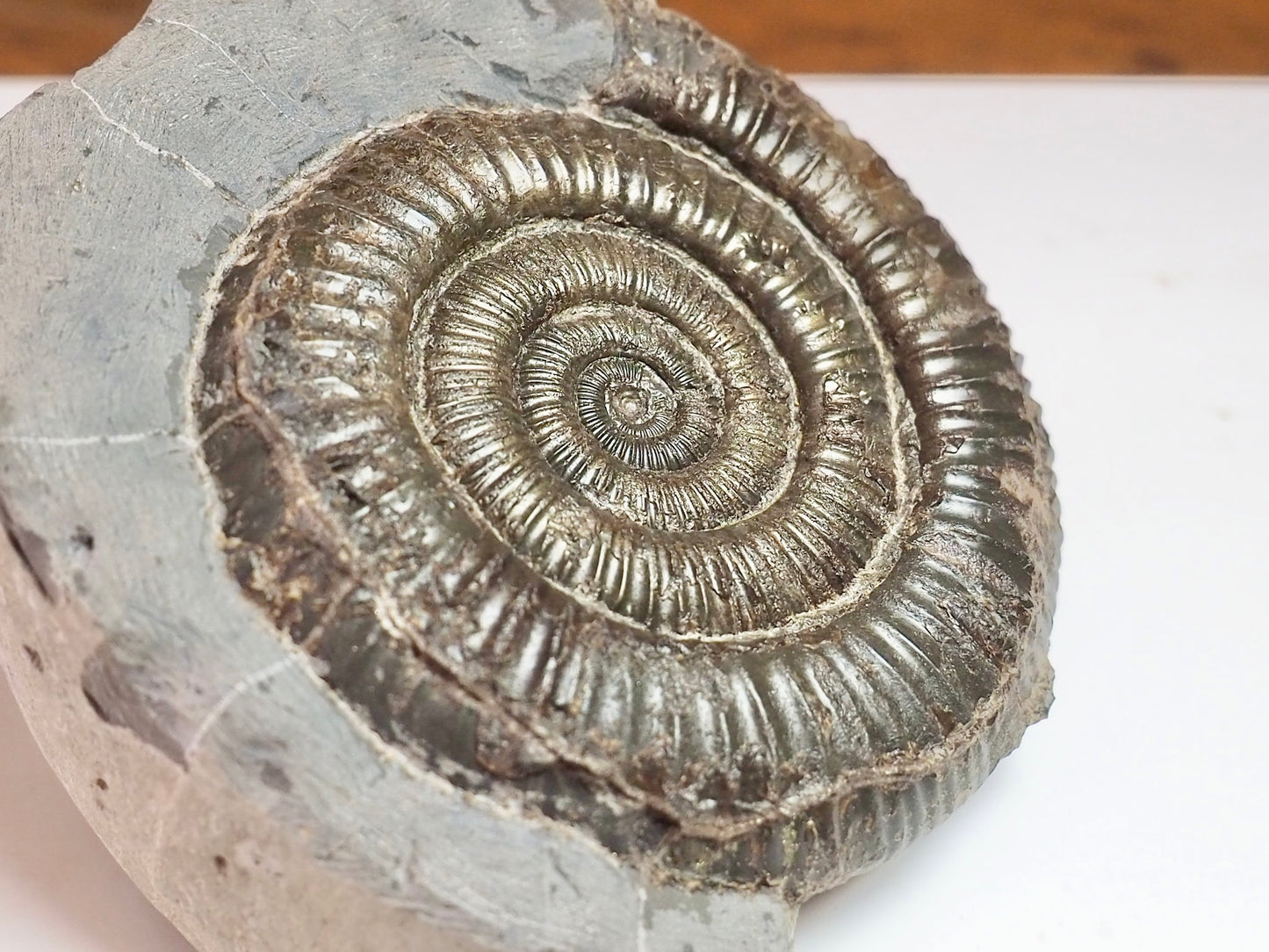 Dactylioceras