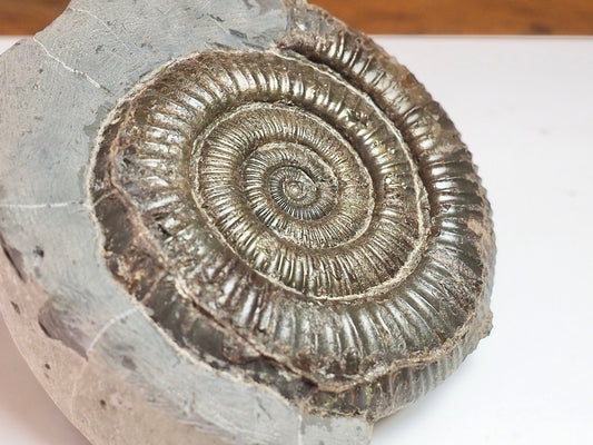 Dactylioceras