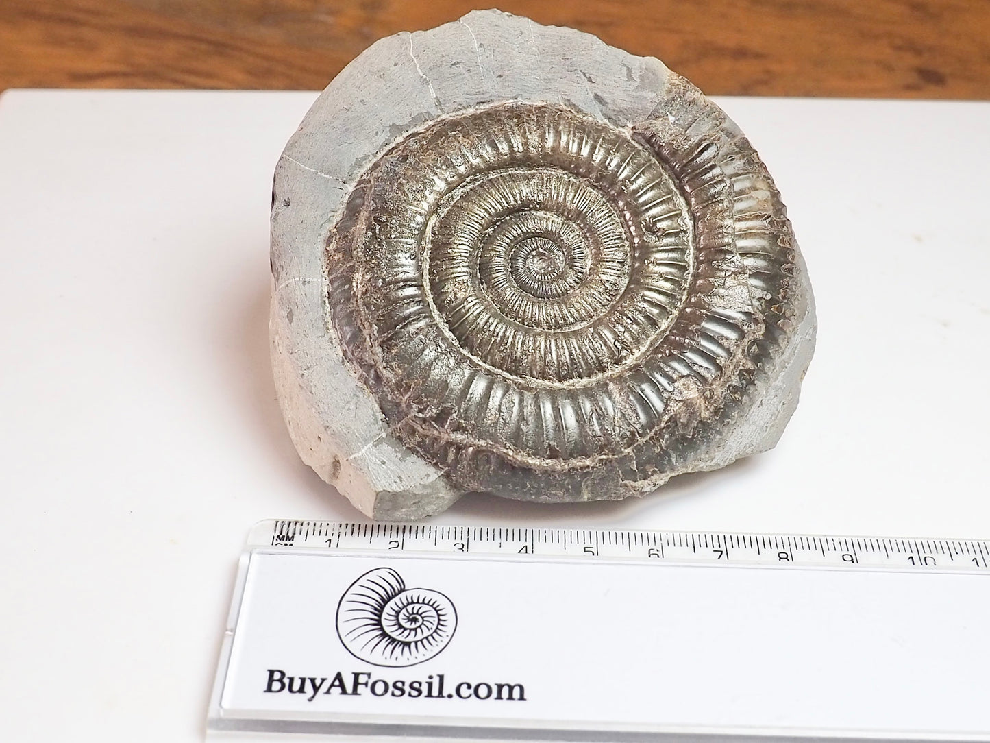 Dactylioceras