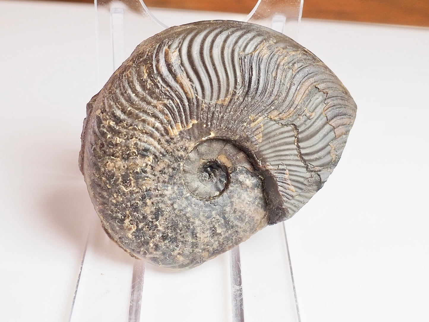 Cleviceras