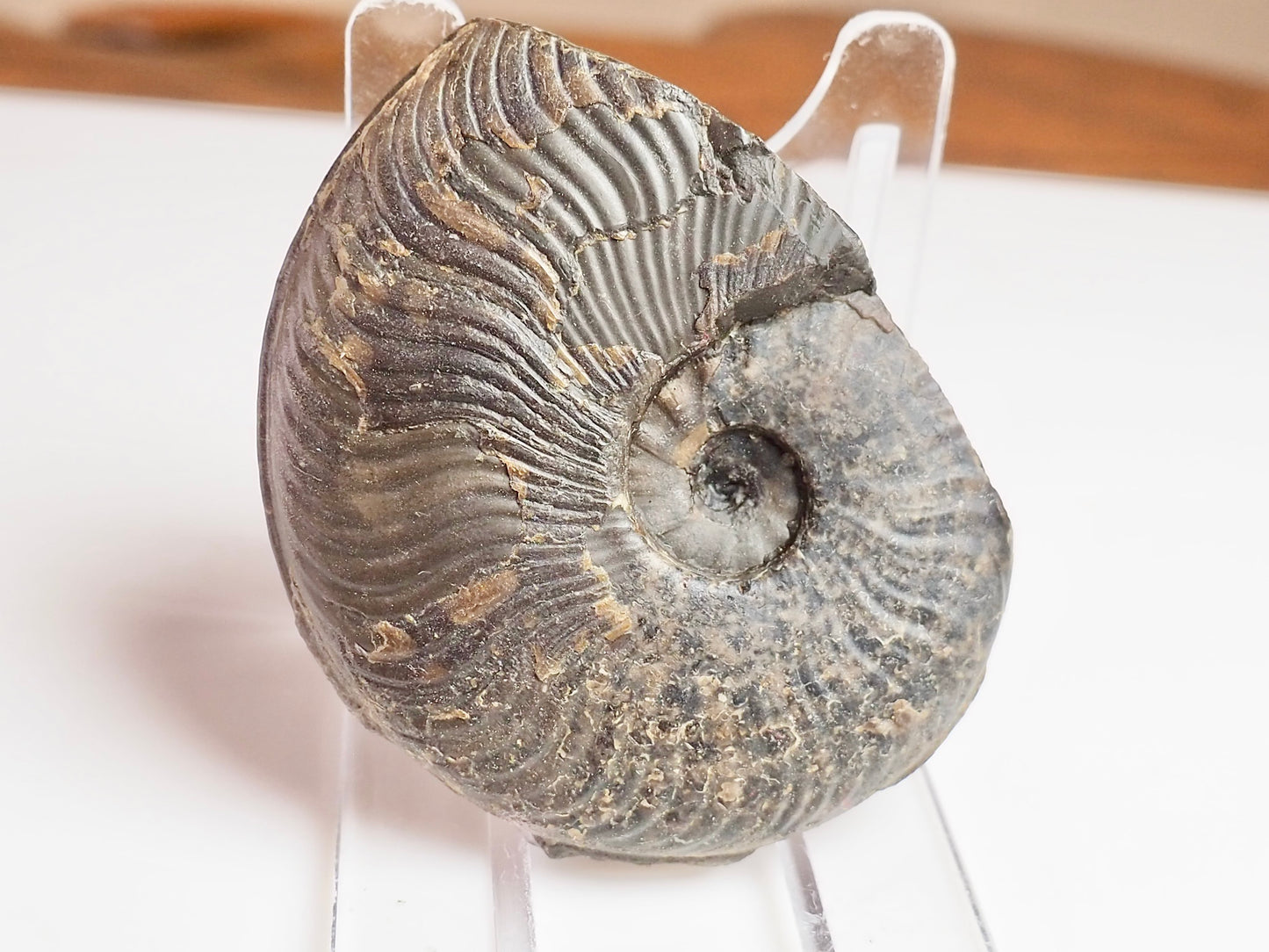 Cleviceras