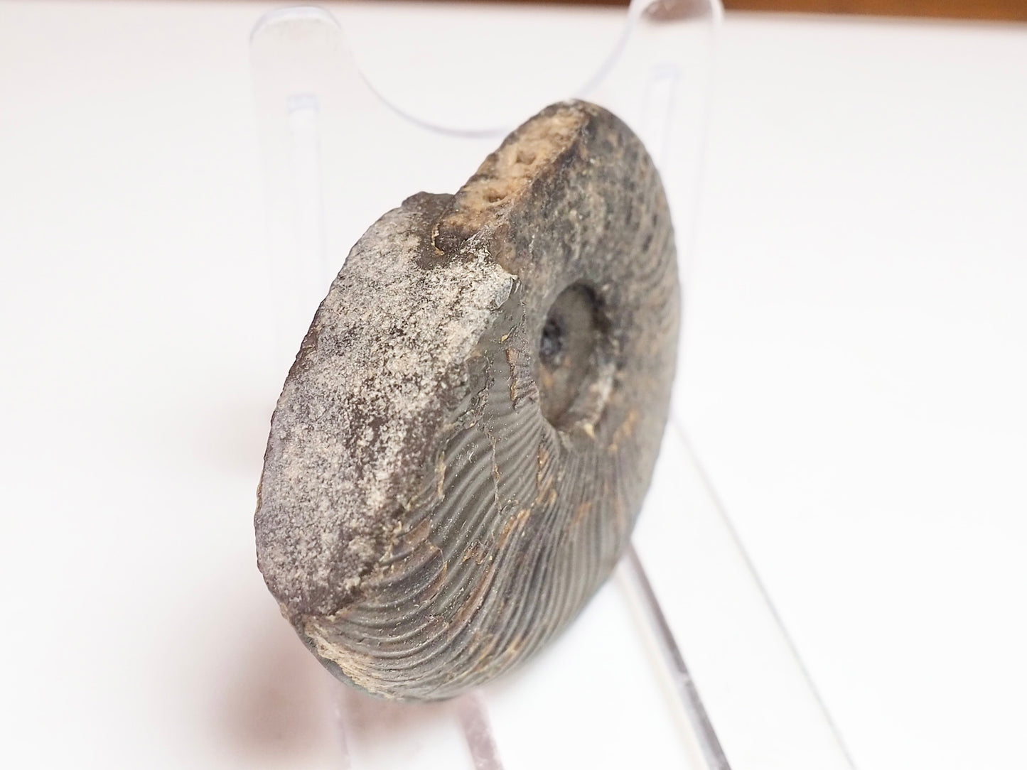 Cleviceras