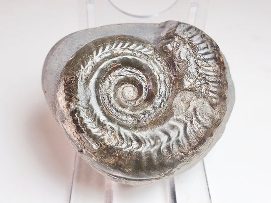 Hildoceras
