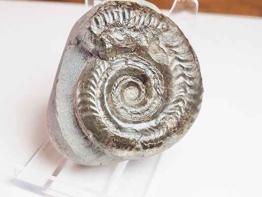 Hildoceras