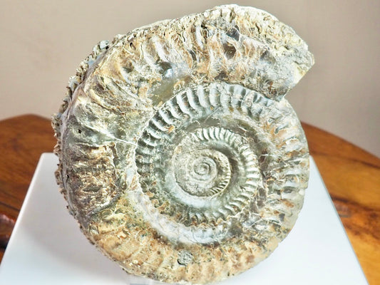 Huge Hildoceras