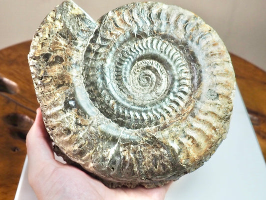 Huge Hildoceras