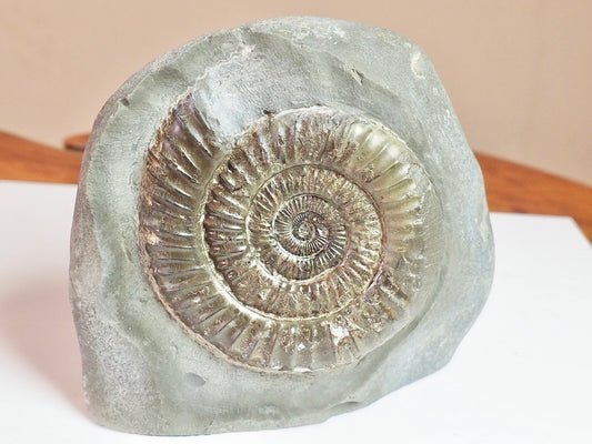 Dactylioceras