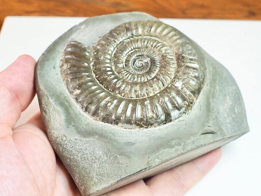 Dactylioceras