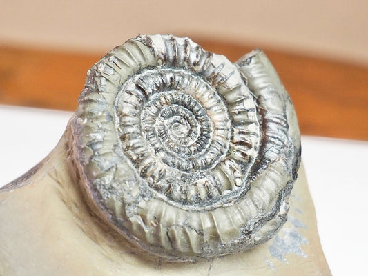 Paltechioceras