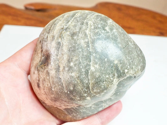 Large Fossil Shell