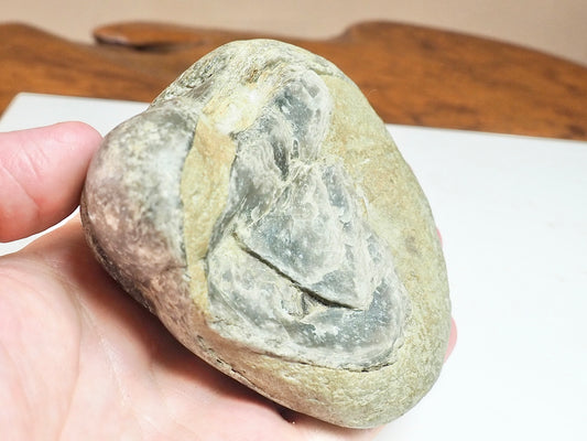 Large Fossil Shell