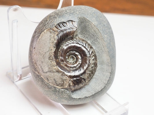 Hildoceras