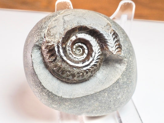 Hildoceras