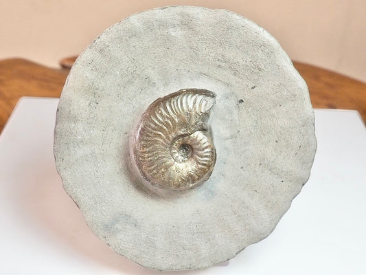 Eleganticeras Elegantulum