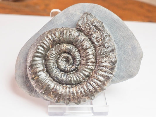 Porpoceras vortex
