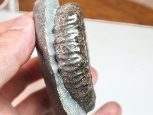 Porpoceras vortex