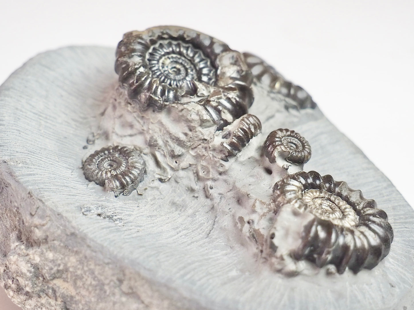 Gagaticeras Gagateum Cluster