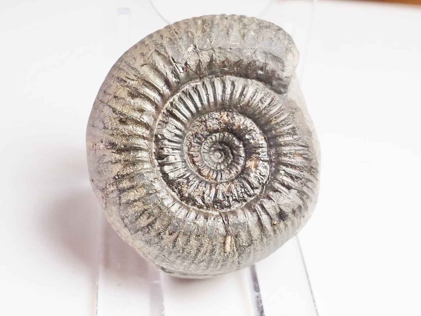 Dactylioceras