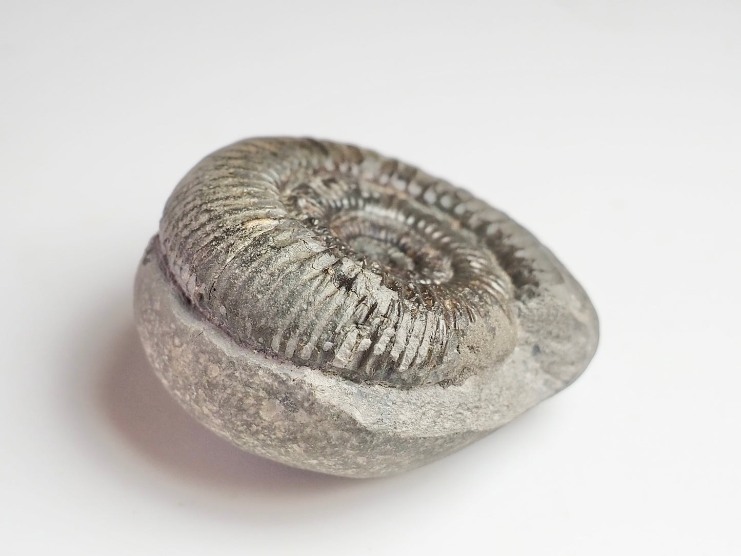 Dactylioceras