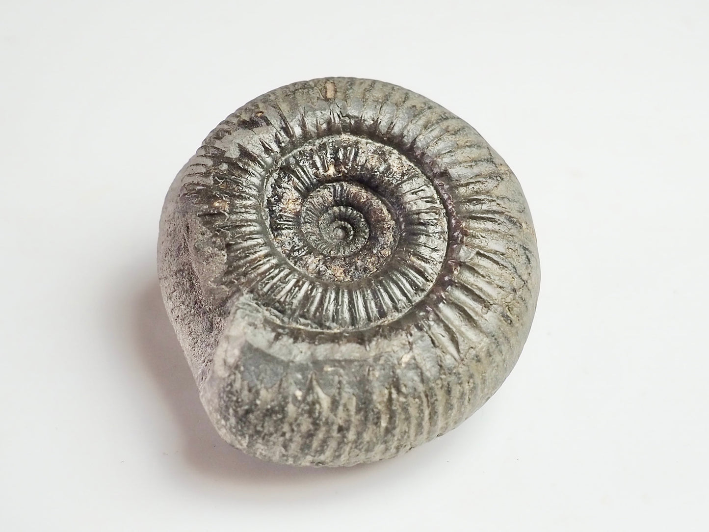 Dactylioceras