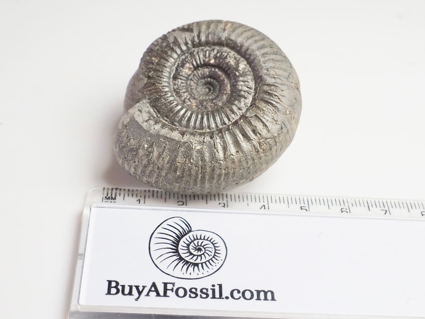 Dactylioceras