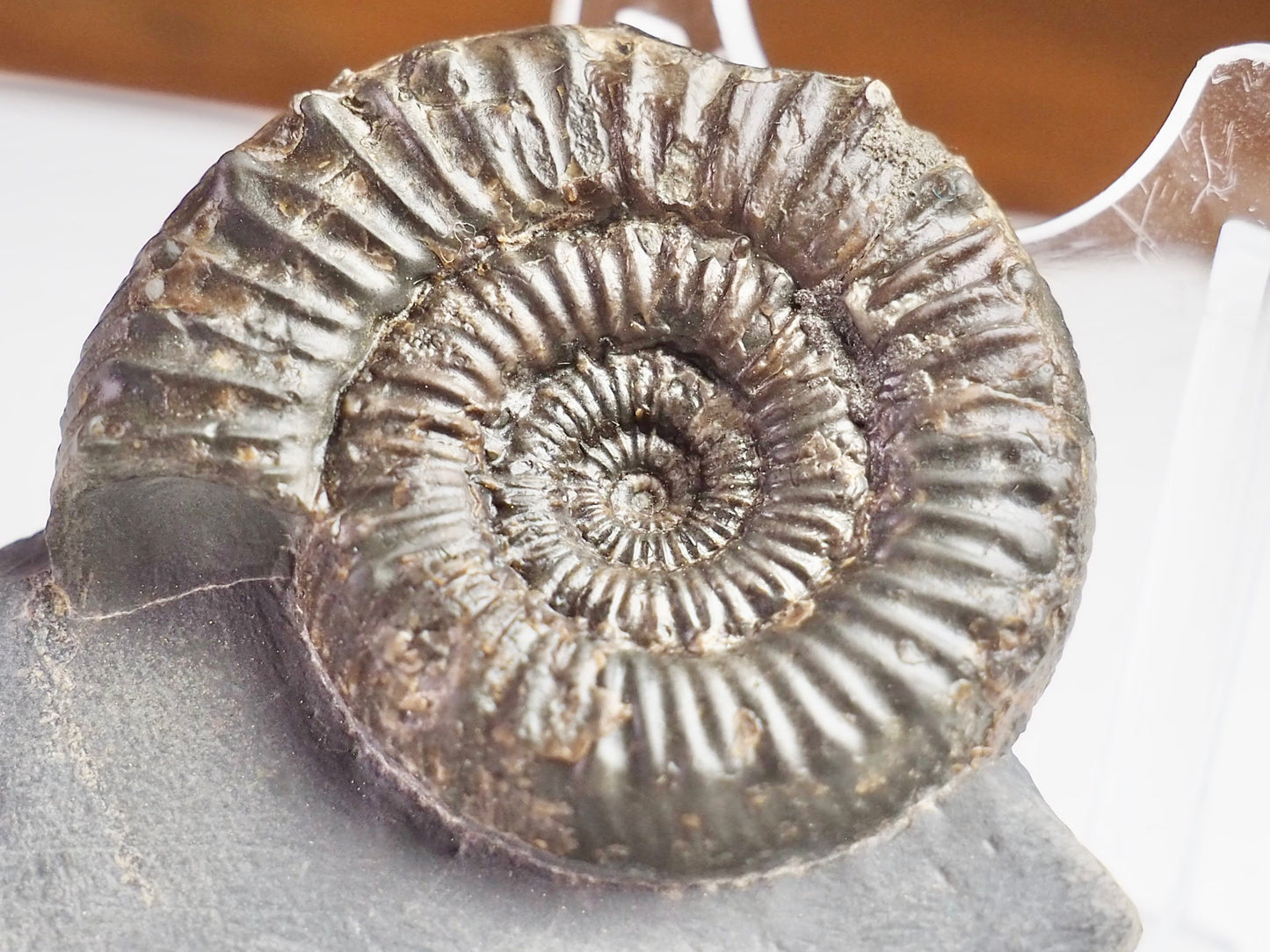 Peronoceras