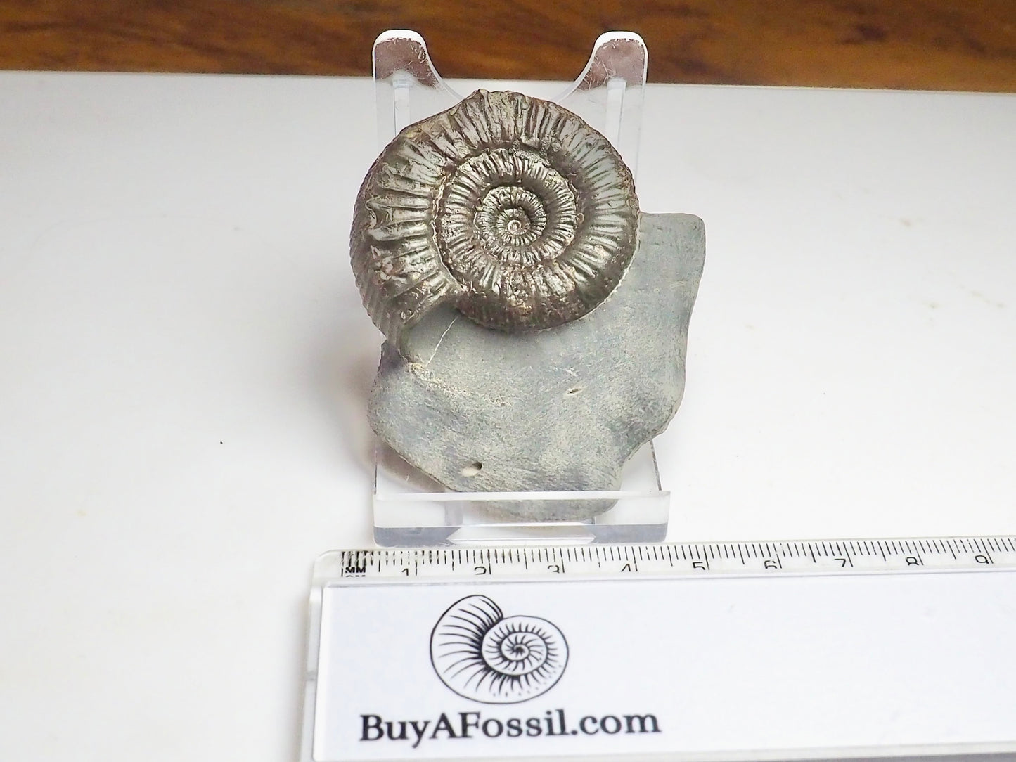 Peronoceras