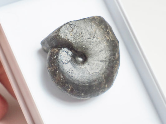 Phylloceras Heterophyllum