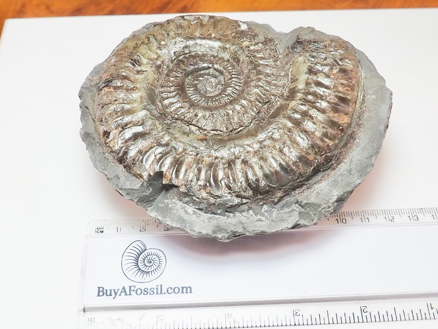 Hildoceras Ammonite – Lower Jurassic Fossil From Whitby