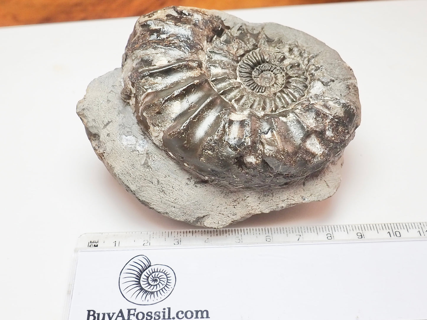 Pleuroceras Ammonite – 190 Million Year Old Middle Lias Fossil