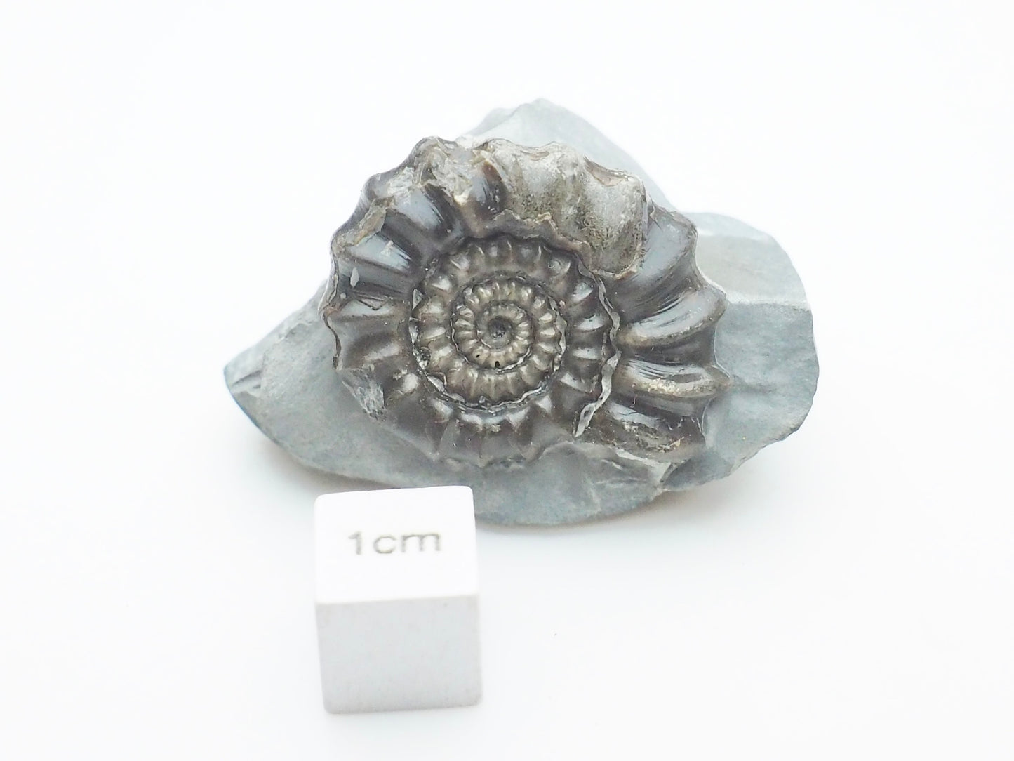 Gagaticeras Ammonite – 200 Million Year Old Lower Lias Fossil