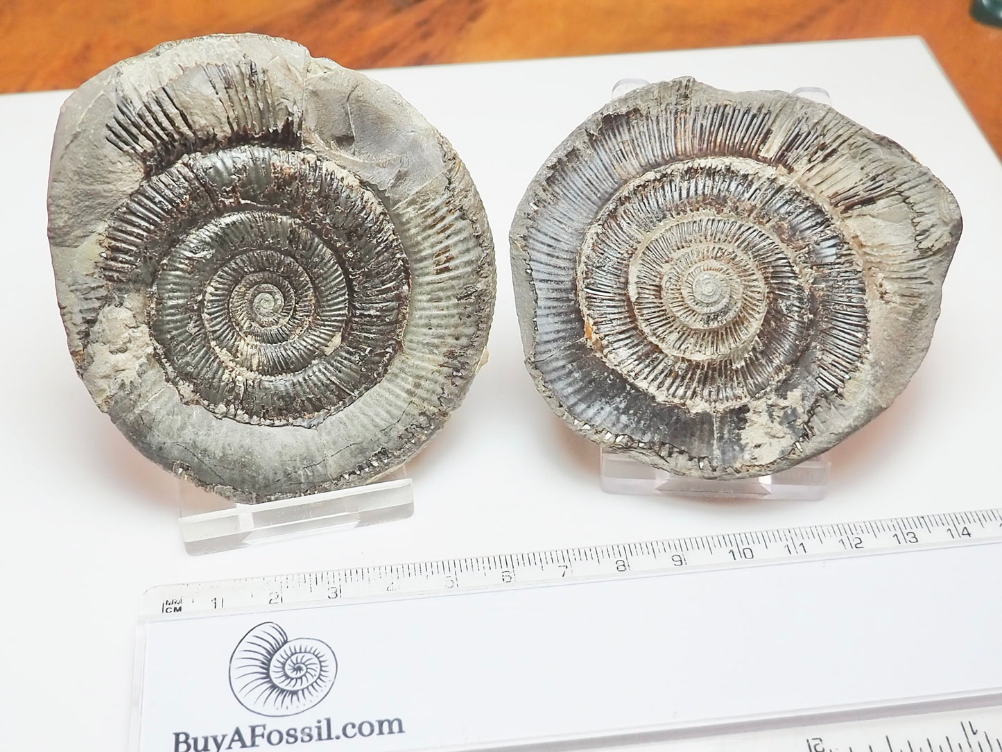 Dactylioceras tenuicostatum Ammonite Fossil Split Pair – Whitby Yorkshire Coast – Jurassic