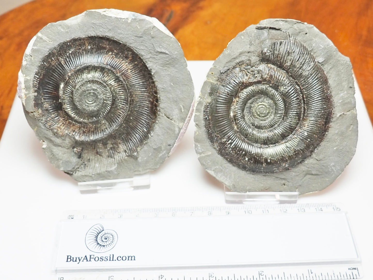 Dactylioceras tenuicostatum Ammonite Fossil Split Pair – Yorkshire Coast – Lower Jurassic
